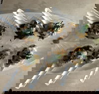 Cudgen Surf Club Bar  Bistro - Restaurant Gold Coast