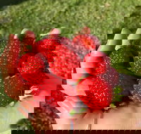 Beechworth Berries - Restaurant Gold Coast