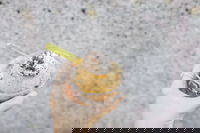 Mount Dandenong Hotel