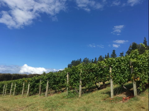 Freycinet Vineyard - Restaurant Gold Coast 0