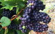 Freycinet Vineyard - thumb 1