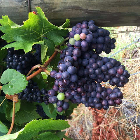 Freycinet Vineyard - Restaurant Gold Coast 1