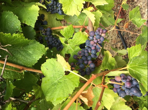 Freycinet Vineyard - Restaurant Gold Coast 2
