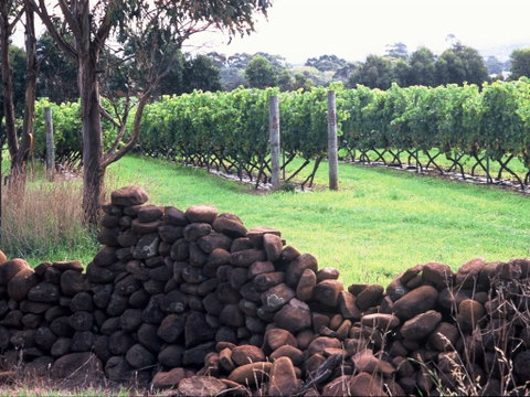 Spring Vale Vineyard - Restaurant Gold Coast 0