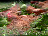 Holbrook Paddock Eggs