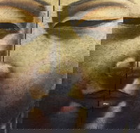 Mao's Thai Restaurant - Restaurant Gold Coast