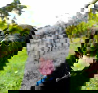 Every Man and His Dog Vineyard - Restaurant Gold Coast