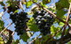 Cedar Creek Estate Winery - thumb 1