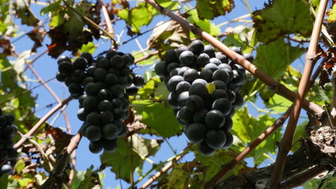 Cedar Creek Estate Winery - Restaurant Gold Coast 1