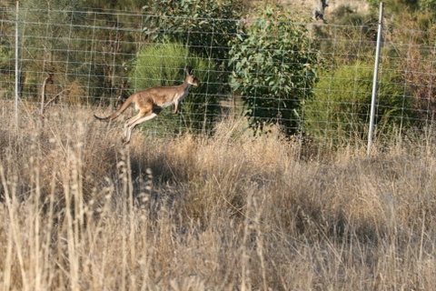 Hahndorf Venison - Restaurant Gold Coast 2