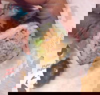 Sushi Sushi - Frankston - Restaurant Gold Coast