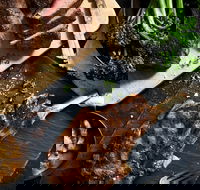 Outback Steakhouse Wollongong - Restaurant Gold Coast