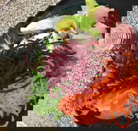 Cafe Rhubaba - Restaurant Gold Coast