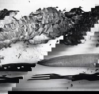 The Queensland Hotel - Restaurant Gold Coast