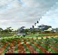 Vasse Felix Winery - Restaurant Gold Coast