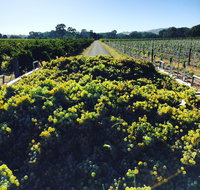 Willows Vineyard - Restaurant Gold Coast