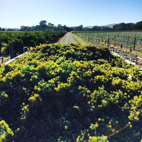 Willows Vineyard - Restaurant Gold Coast 0