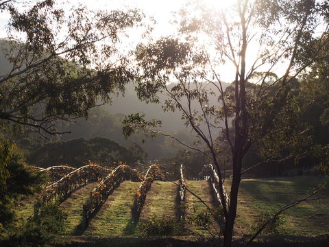 Mountainside Wines - Restaurant Gold Coast 1