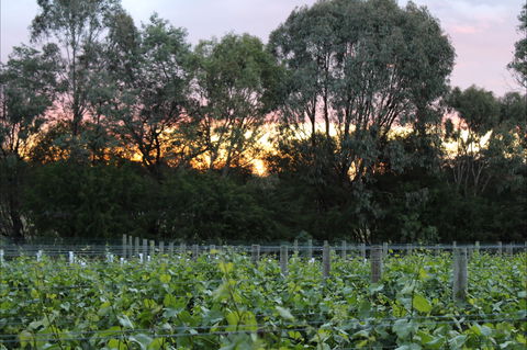 Haldon Estate Wines - Restaurant Gold Coast 2