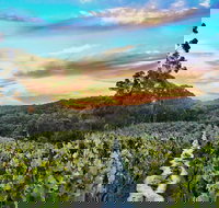 Between the Vines Cellar Door - Restaurant Gold Coast