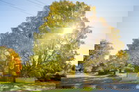 Brown Brothers Milawa Vineyard