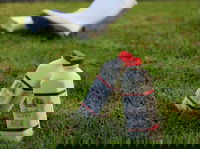 Bodalla Dairy - Cheese Milk and Ice Cream Factory and Cafe