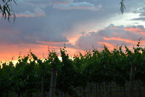 Serengale Vineyard - Restaurant Gold Coast 1