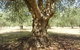 Lentara Grove - thumb 0