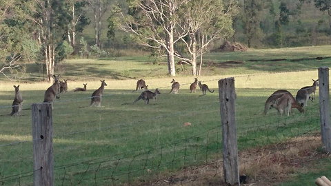 Mistletoe Winery - Restaurant Gold Coast 1