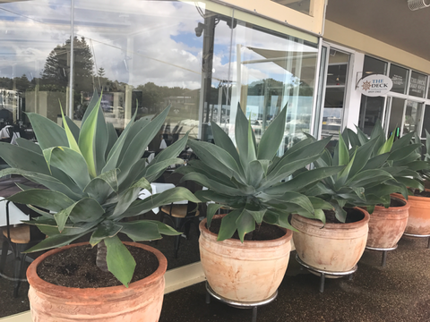 The Deck Cafe, Restaurant & Bar - Restaurant Gold Coast 3