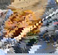 Chef's Catch - Restaurant Gold Coast