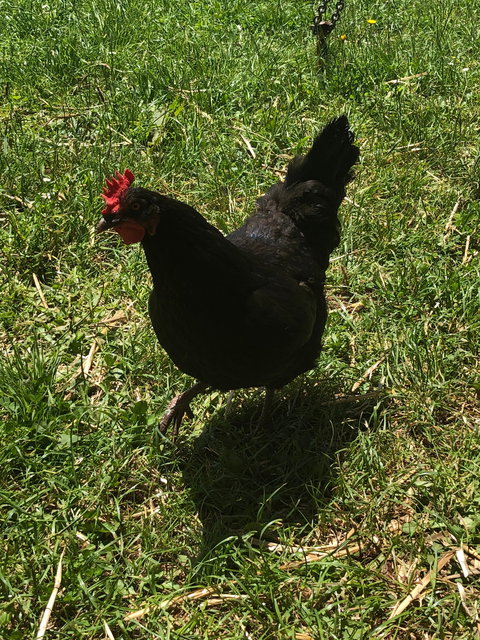 Mount Gnomon Farm - Restaurant Gold Coast 2