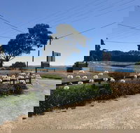 Penguin  Pardalote Coffee House - Restaurant Gold Coast