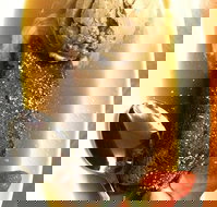 The Kingsley Tavern - Restaurant Gold Coast