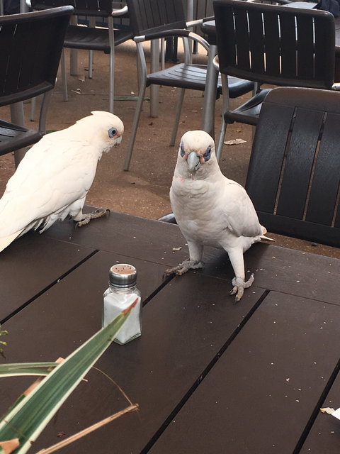 Ningaloo Bakehouse & Cafe - Restaurant Gold Coast 1