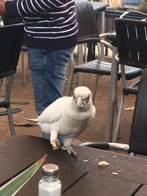 Ningaloo Bakehouse & Cafe - Restaurant Gold Coast 8