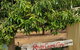 River Gums Cafe - thumb 1