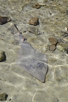 Shark Bay Ocean Park Aquarium - Restaurant Gold Coast 2