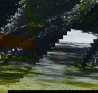 Footprints - Restaurant Gold Coast