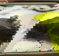 Baker Bear's Bakery - Restaurant Gold Coast