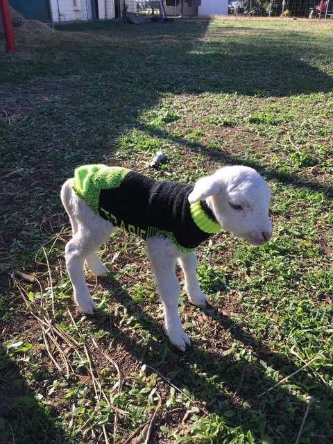 Claredale Pastures - Restaurant Gold Coast 1