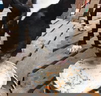 Doghouse - Restaurant Gold Coast