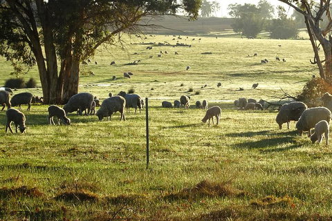 The Big Wave Rock (Private) Day Tour - Restaurant Gold Coast 1