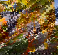 Full Day Tamar Valley Wine Tour - Restaurant Gold Coast