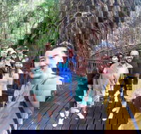 Cairns 4WD Waterfall and Rainforest Tour Including Kuranda Scenic Railway - Restaurant Gold Coast