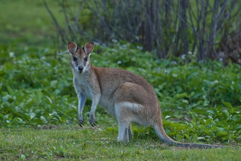 Cairns 4WD Waterfall And Rainforest Tour Including Kuranda Scenic Railway - Restaurant Gold Coast 2