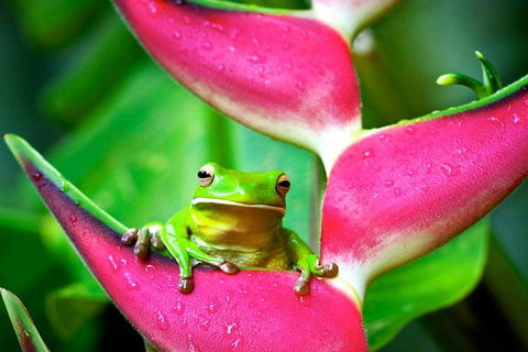 3-Day Best Of Cairns Combo: The Daintree Rainforest, Great Barrier Reef, And Kuranda - Restaurant Gold Coast 0