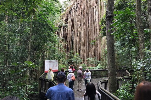 4-Day Cairns Ultimate Combo: Daintree Rainforest, Reef, Kuranda & Paronella Park - Restaurant Gold Coast 5