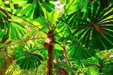 Private Daintree National Park Day Tour From Cairns Including Cape Tribulation And Mossman Gorge - Restaurant Gold Coast 3