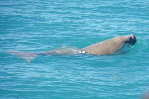 Snubfin Dolphin Eco Cruise From Broome - Restaurant Gold Coast 0
